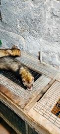 Furetti