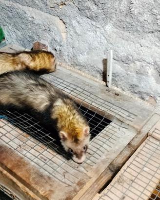Furetti