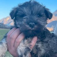 Schnauzer nani pepe sale
