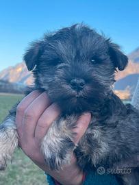 Schnauzer nani pepe sale