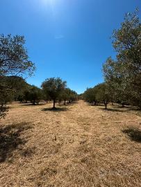 Terreno agricolo 2.750 mq con 50 ulivi e pozzo