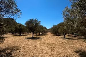 Terreno agricolo 2.750 mq con 50 ulivi e pozzo