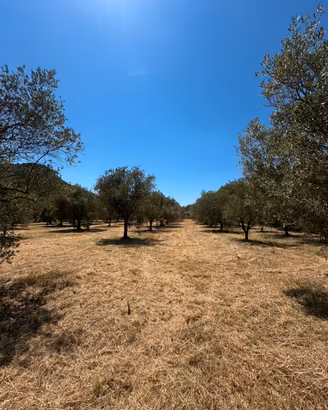 Terreno agricolo 2.750 mq con 50 ulivi e pozzo
