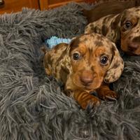 Cuccioli di bassotto con pedigree Enci