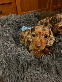 Cuccioli di bassotto con pedigree Enci