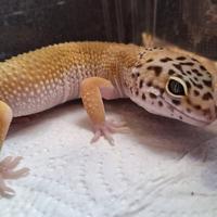 Geco lepardino femmina