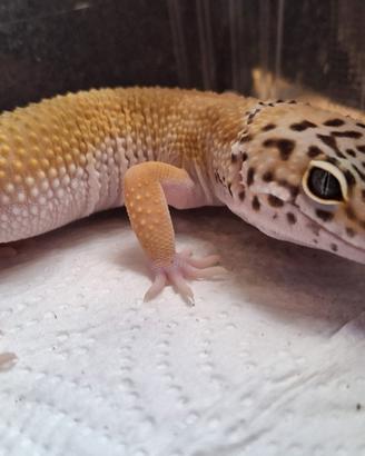Geco lepardino femmina