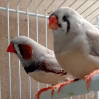 Uccelli coppia Maggiorata