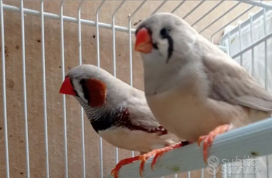 Uccelli coppia Maggiorata