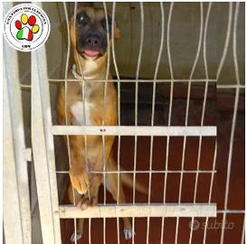 Femmina mix malinois - 1 anno circa