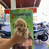 Cuccioletto di barboncino mini toy crema