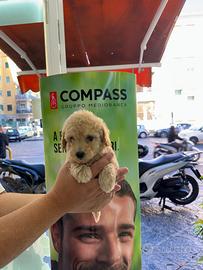 Cuccioletto di barboncino mini toy crema