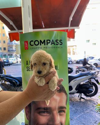 Cuccioletto di barboncino mini toy crema