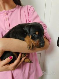 Cuccioli di dobermann