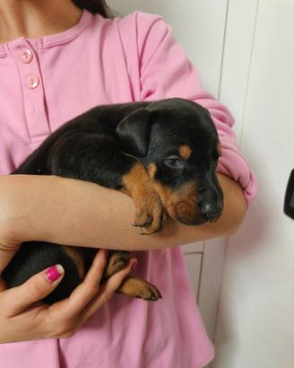 Cuccioli di dobermann