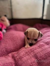chihuahua mini toy