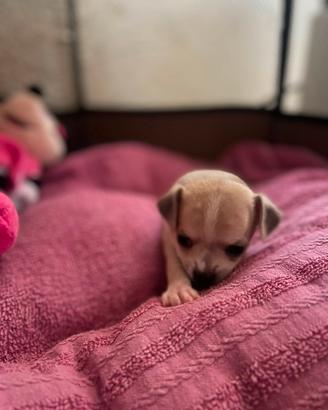chihuahua mini toy