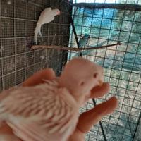 Parrocchetti dal collare