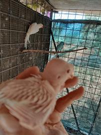 Parrocchetti dal collare