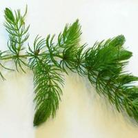 pianta acquario ceratophyllum 