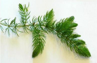 pianta acquario ceratophyllum 