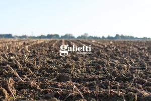 Terreno Agricolo San Pietro Viminario