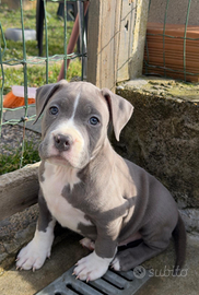 Amstaff con pedigree ENCI
