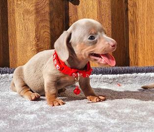 Cuccioli di bassotti