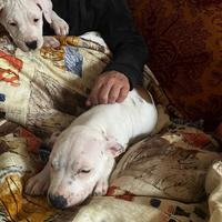 Cucciola American Staffordshire e Pitbull UKC