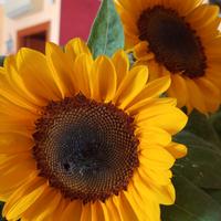 Operatore socio sanitario