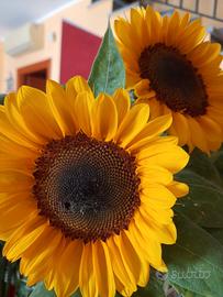 Operatore socio sanitario