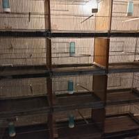 Batteria 15 gabbie per uccelli