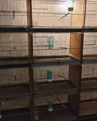 Batteria 15 gabbie per uccelli