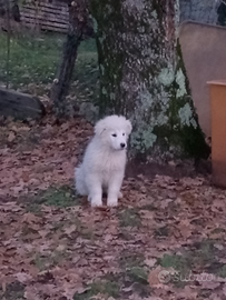 Cuccioli pastore maremmano