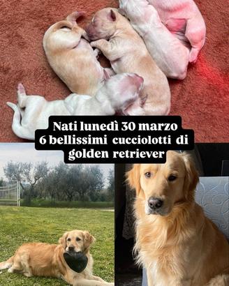 Cuccioli Golden Retriever