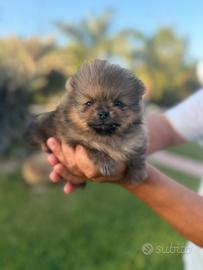 Spitz Pomerania