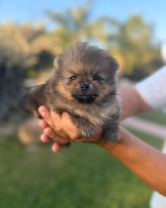 Spitz Pomerania
