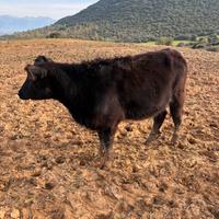 Angus