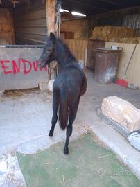 Minimuletta