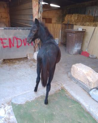 Minimuletta