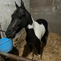 Pony