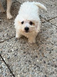 Cucciolotti