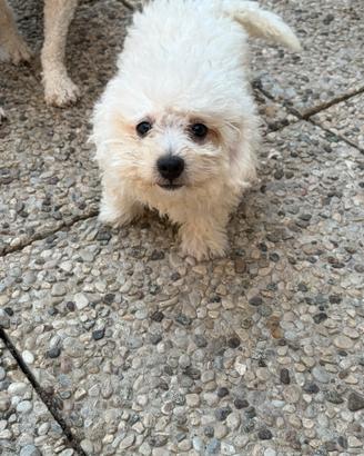 Cucciolotti