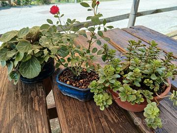bonsai mame tre piante