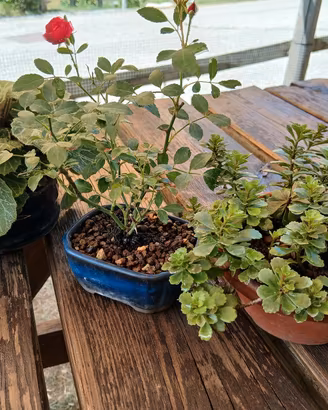 bonsai mame tre piante