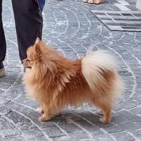 Spritz pomeriana maschio solo per monta