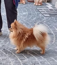 Spritz pomeriana maschio solo per monta