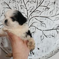 Cuccioli di schizu mini