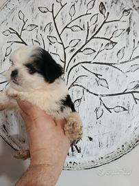 Cuccioli di schizu mini