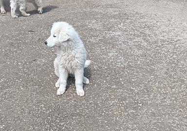 Pastore Maremmano Abruzzese